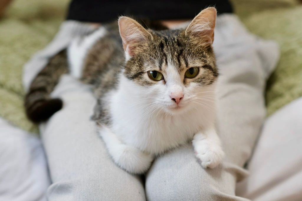 Młodziutka kotka do adopcji