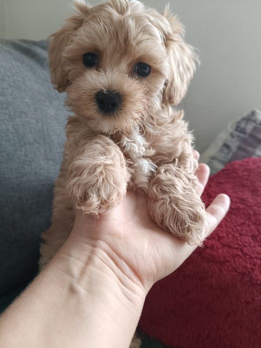 Dziewczynka Maltipoo