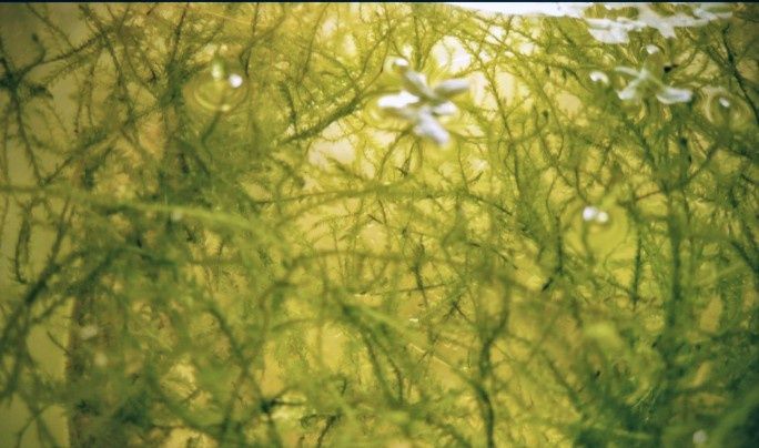 Musgo de Java para aquário