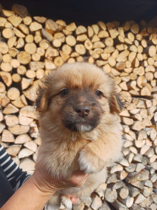 Цуценятко метис маленьке оброблене від паразитів