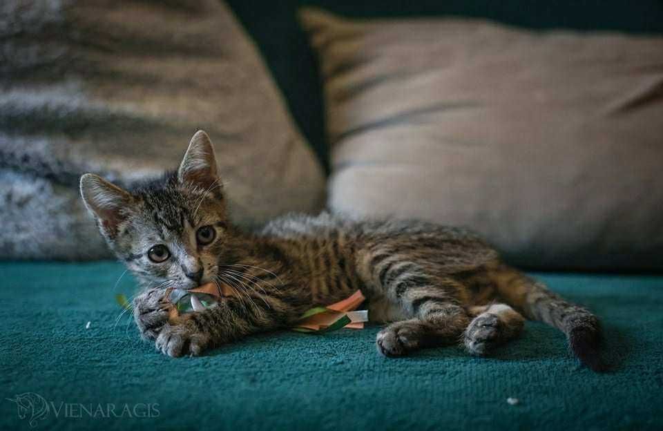Skarpetka i Monte do adopcji