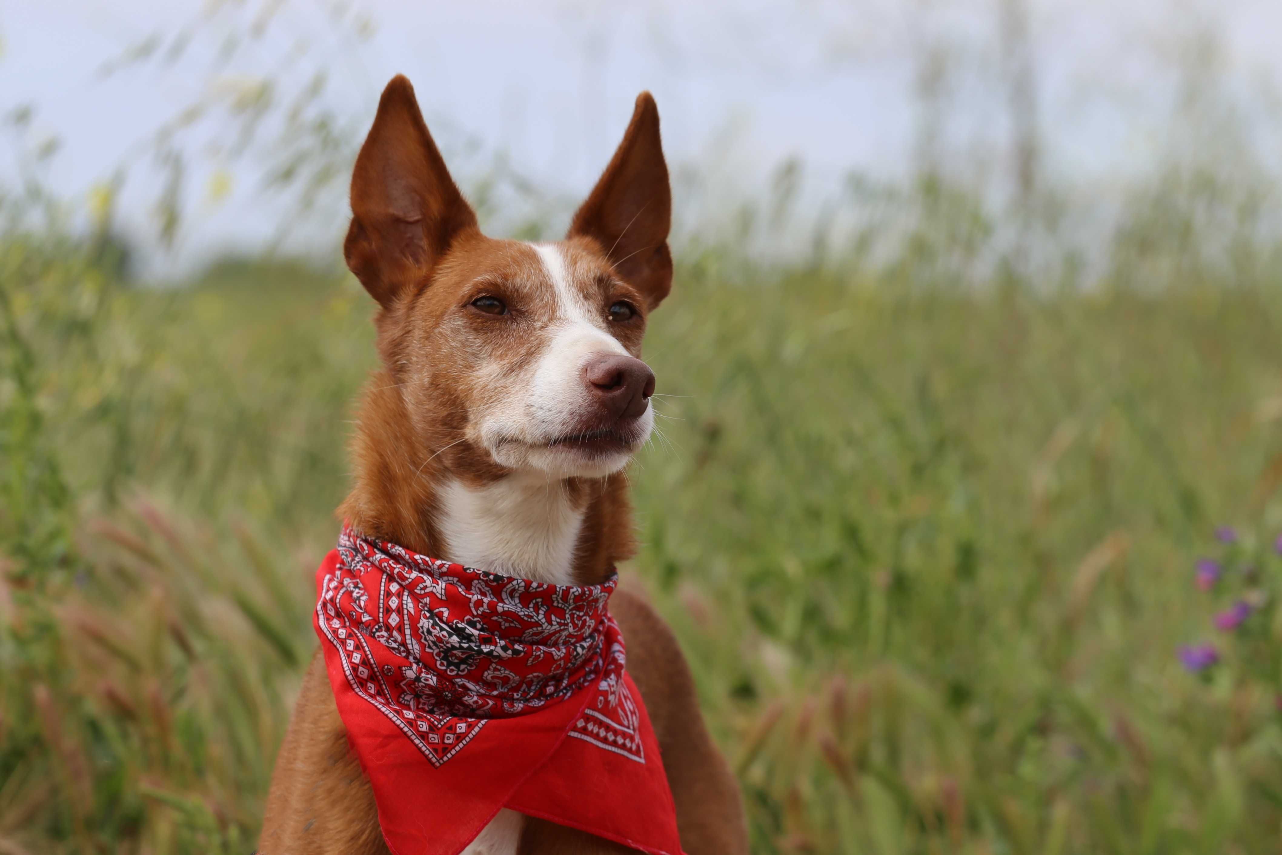 Tote - cão médio para adoção