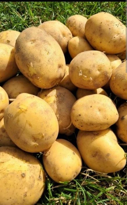 Ziemniaki do jedzenia prosto z pola