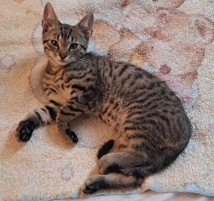 Zaginął młody kocurek