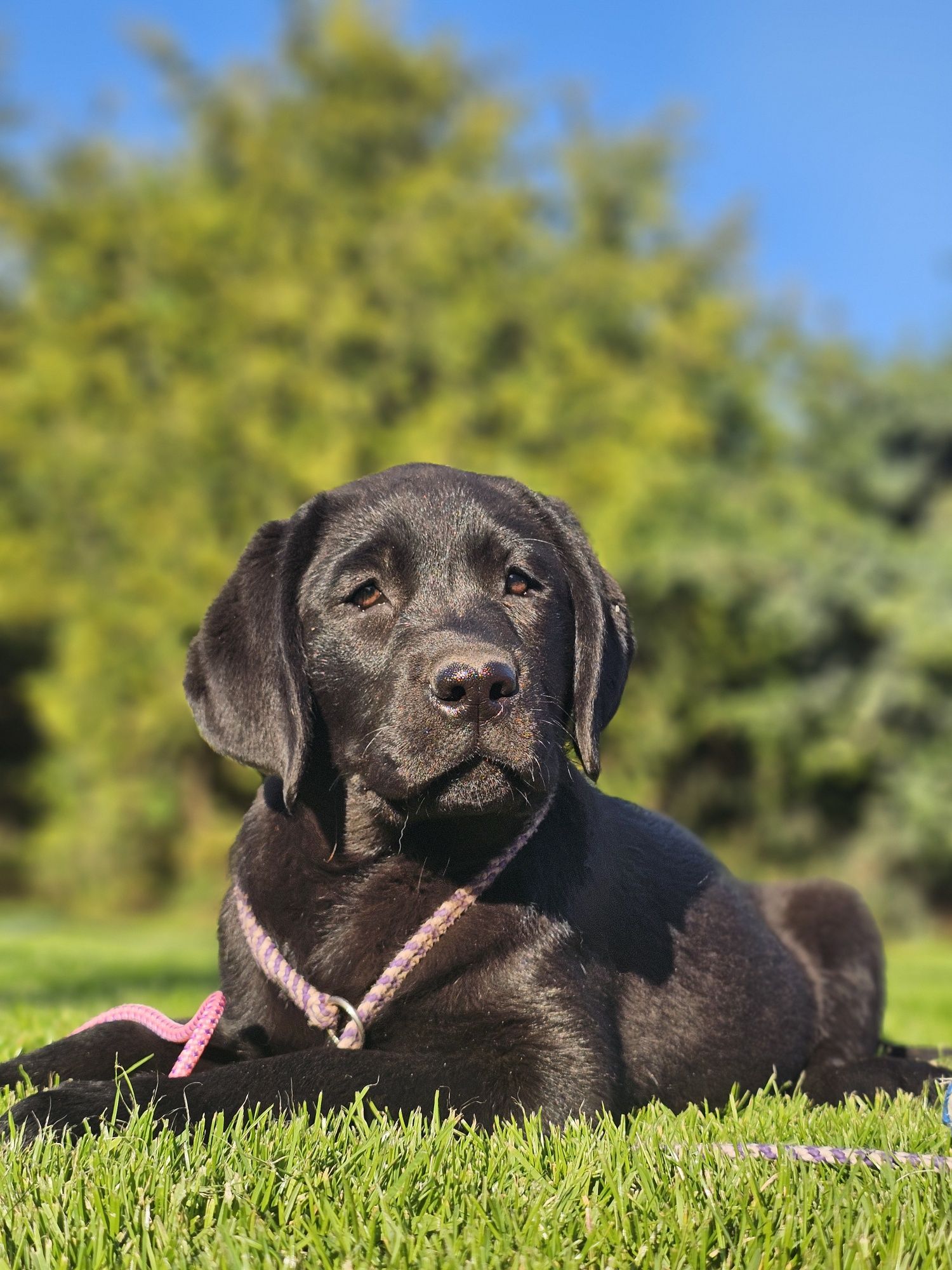 Labrador retriever czarny