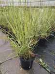 trzcinnik ostrokwiatowy  Calamagrostis Overdam Karl Foerster