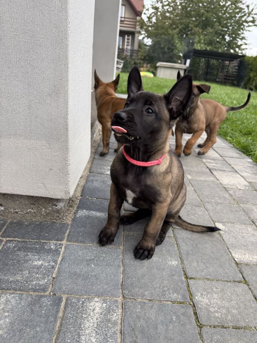 Szczeniak Suczka Owczarek Belgijski Malinois FCI