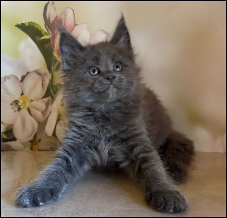 Koteczka Maine Coon Ornelia