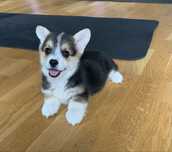 corgi dziewczynka