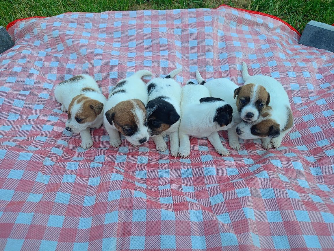 Sunia Jack Russell Terrier
