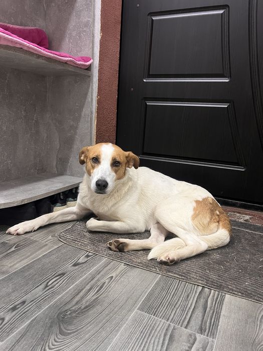 Шукаємо дім для красуні Найди