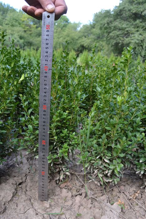 Самшит вічнозелений 30-40 см