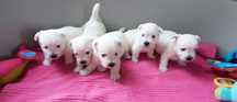 Suczka po Championie Piesek  West Highland White Terrier ZKwP FCI