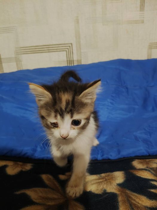 Котячі пухнастики