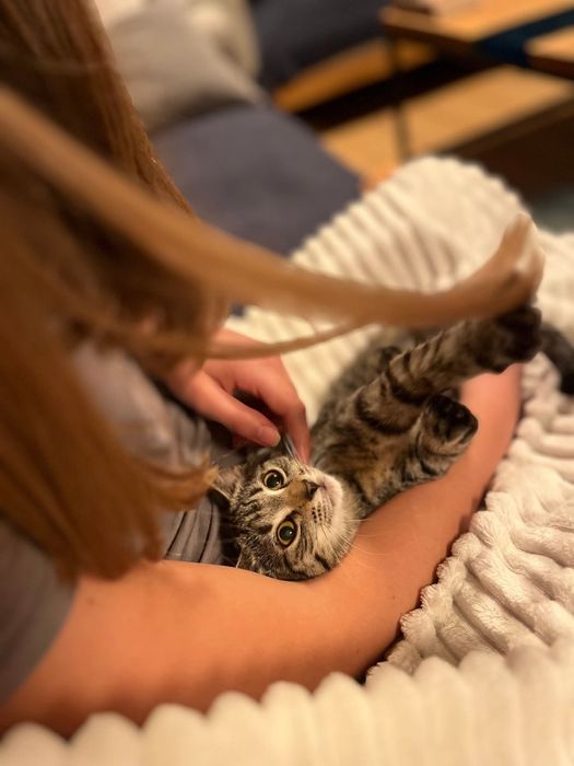 Mała kotka Lawenda czeka na dom