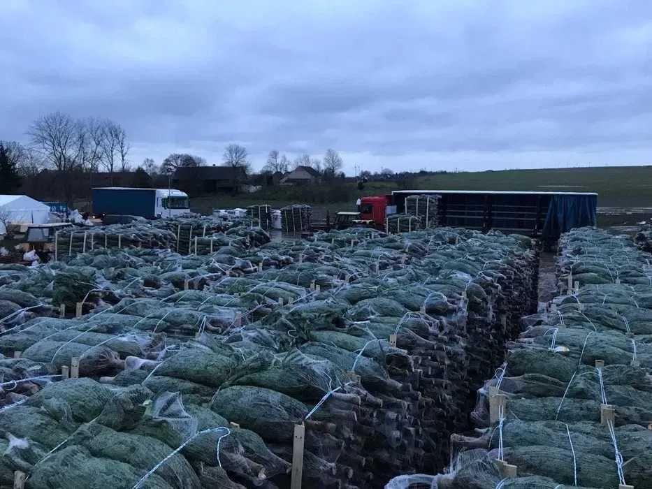 ***JODŁA KAUKASKA*** świerk pospolity jodła w doniczce