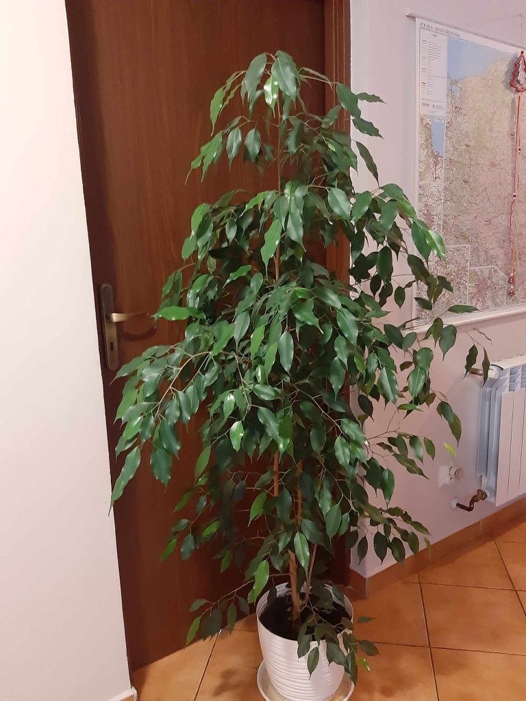 Fikus benjamin drzewko hoja