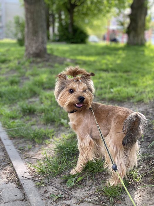 Йорк для в'язки злучка вязка йоркшинський терʼєр