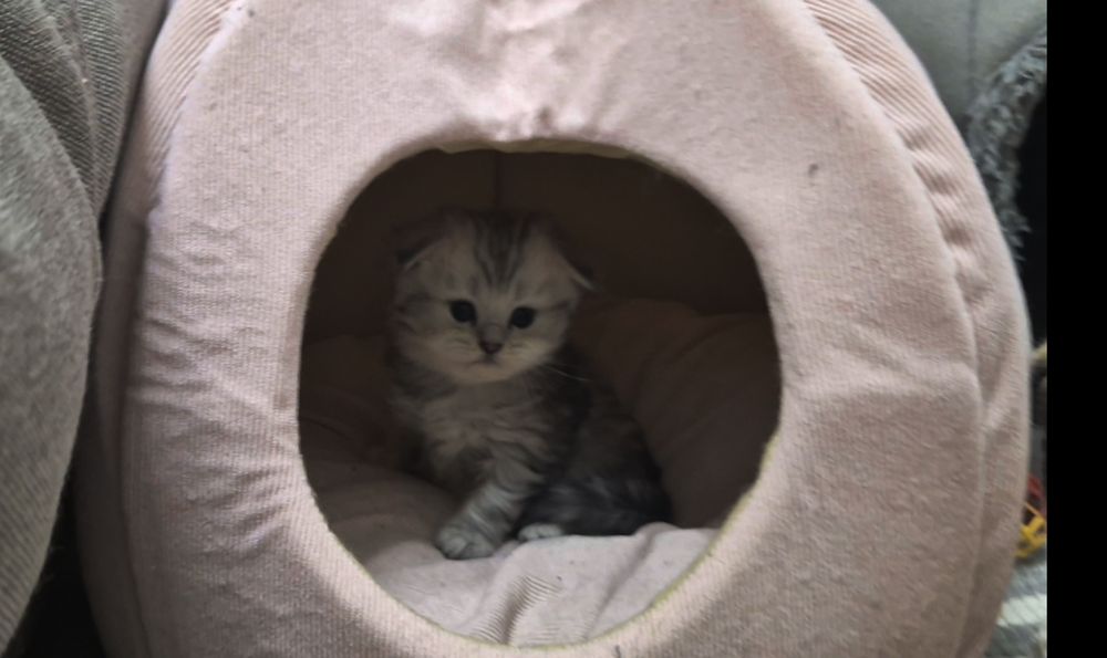 Шотландские котята вислоухие и прямоухие, девочки и мальчик