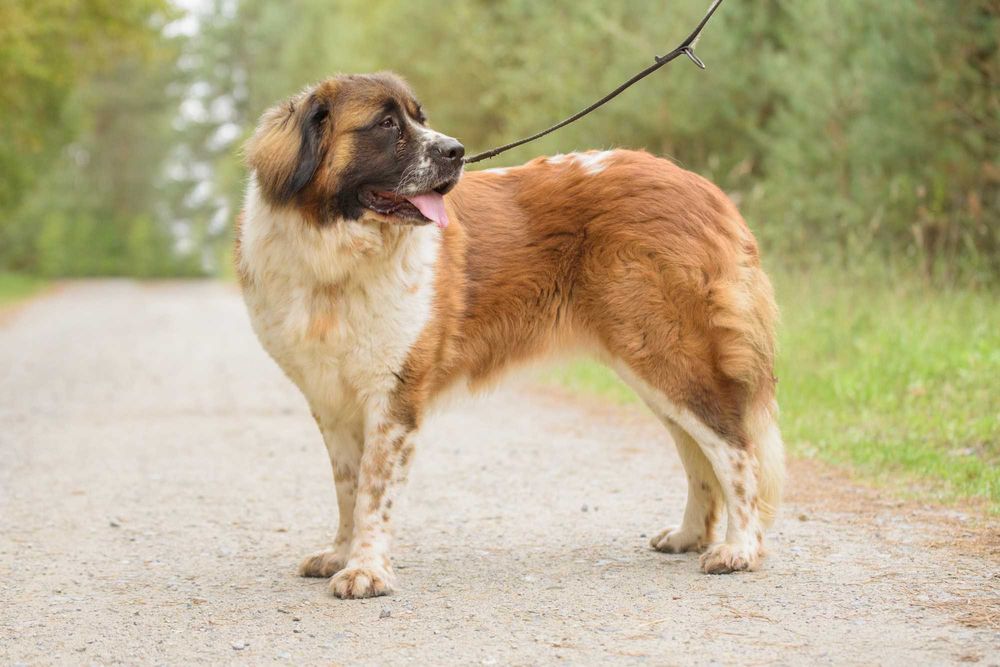 QUEEN - cudowna dama w typie bernardyna