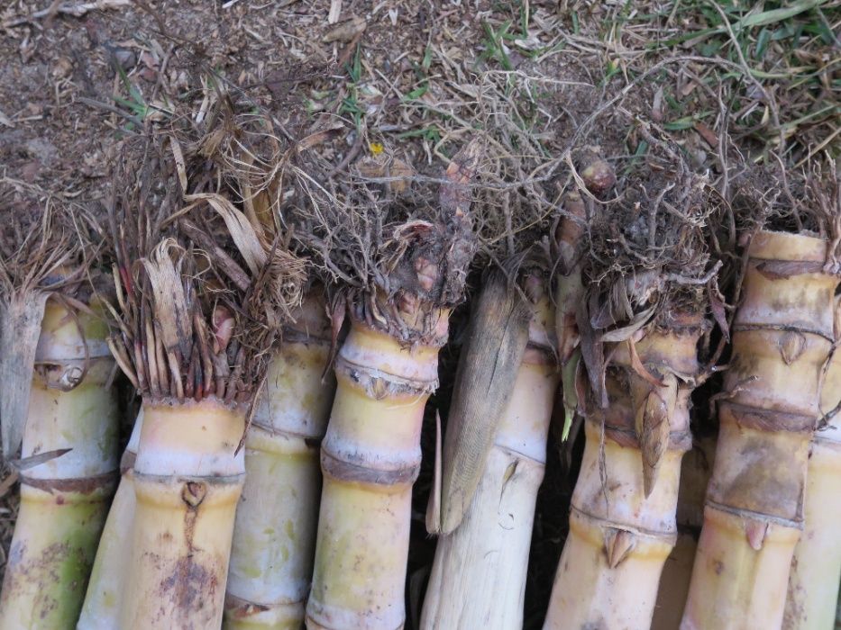 Planta cana de açúcar / sacarina para plantar