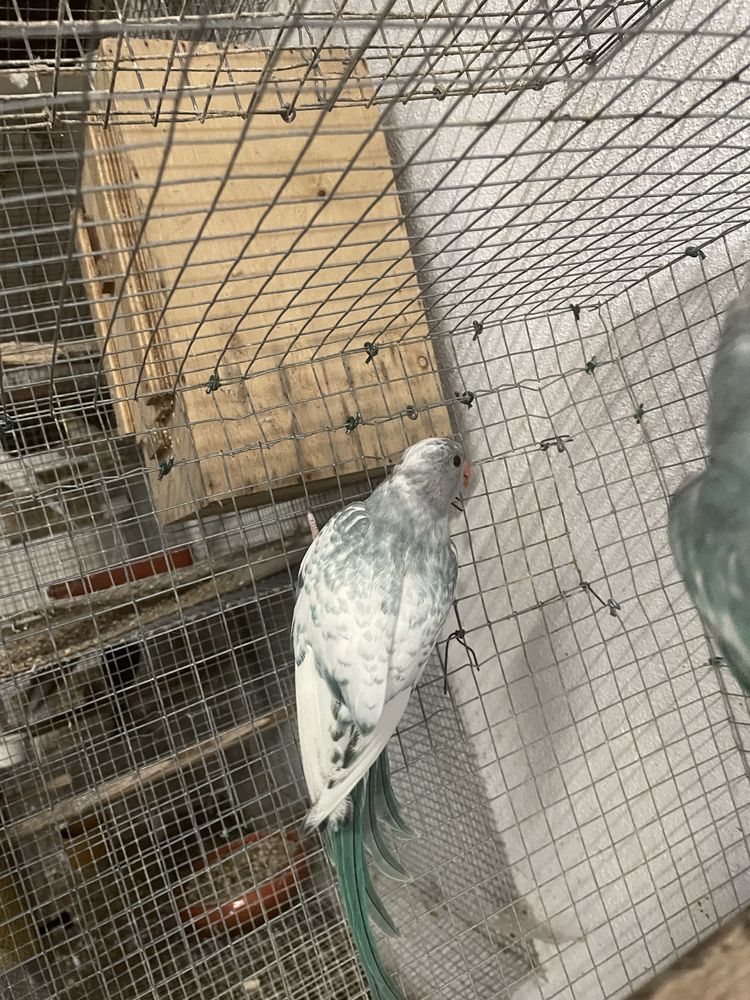 2 Ring neck malhados
