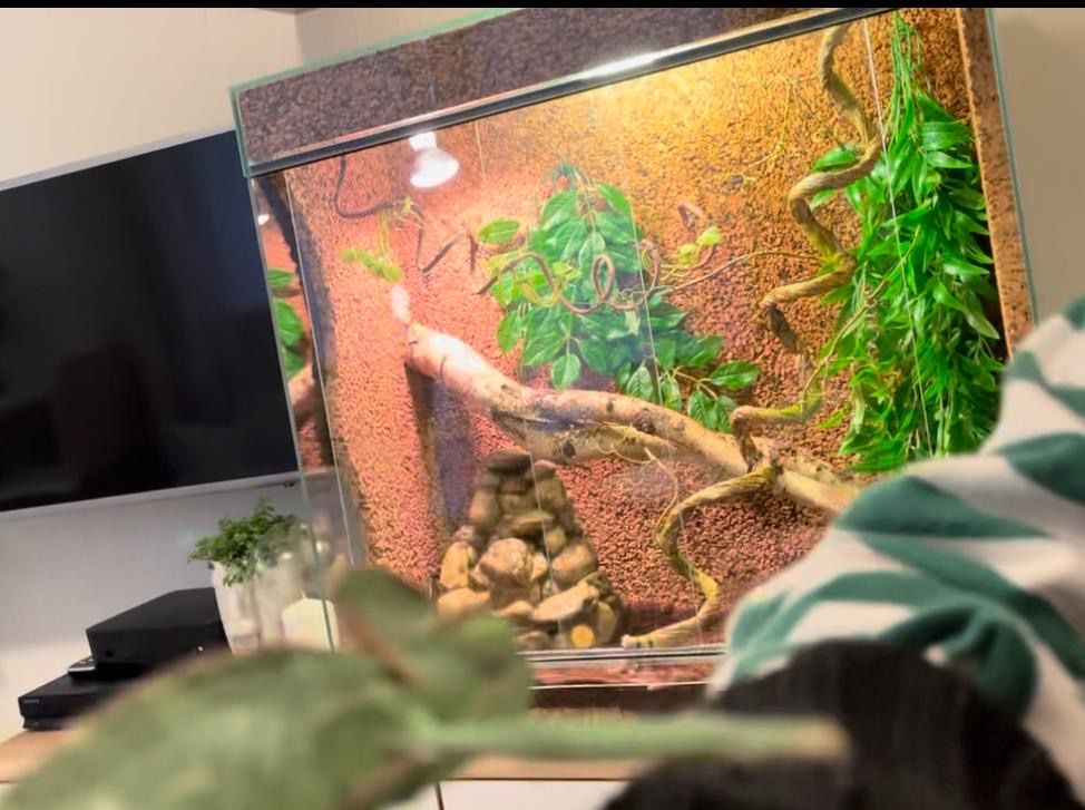 Terrarium dla kameleona i nie tylko