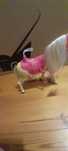 Mattel Barbie . Konik interaktywny X2630