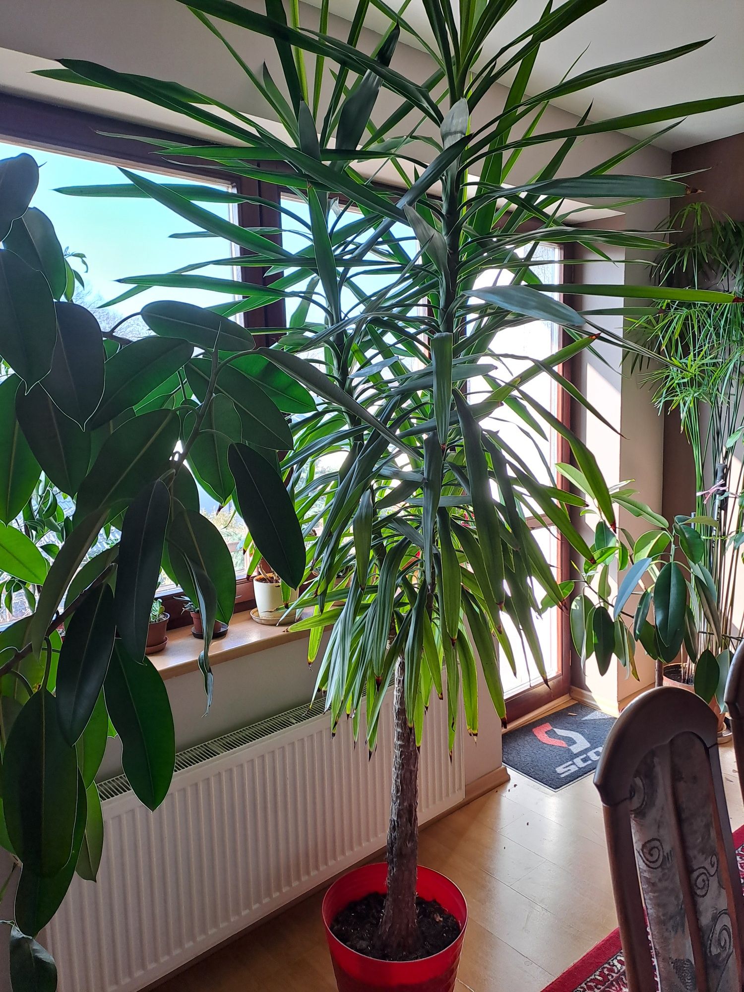Juka wysokość 2.70 m