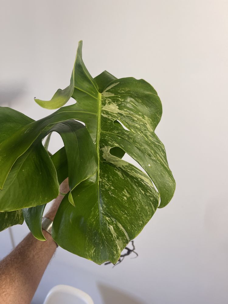 Monstera variagata