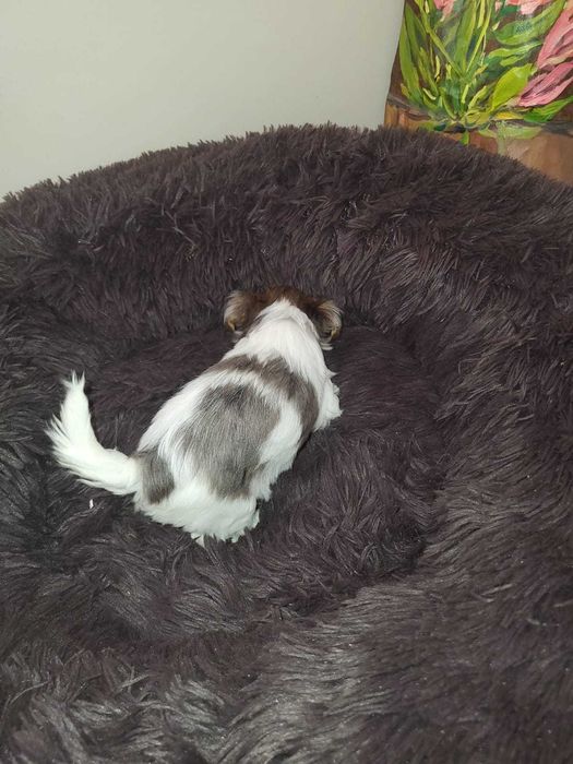 Yorkshire terrier Blueberry  dziewczynka.