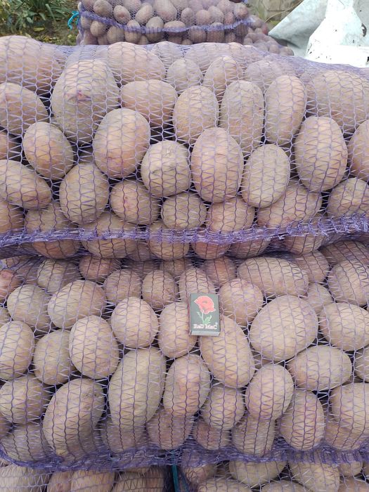 Продам крупну картоплю