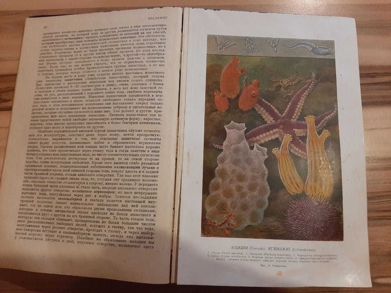 Антикварная Книга "Жизнь животных по А.Э. Брэму", Том I, 1931г.