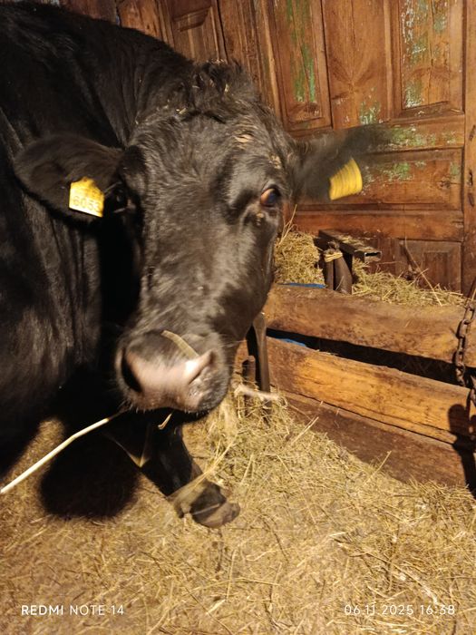 Продам  тільну теплицю.