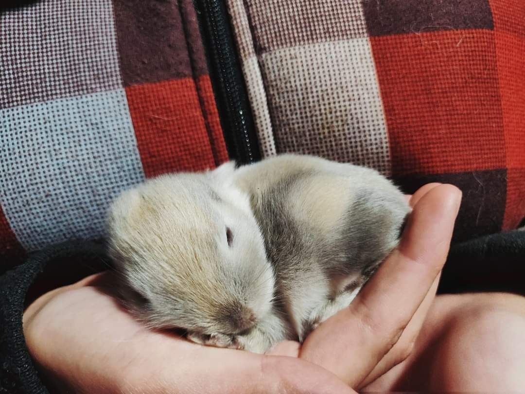 Królik, Króliczki Mini Lop. Króliki miniaturowe.