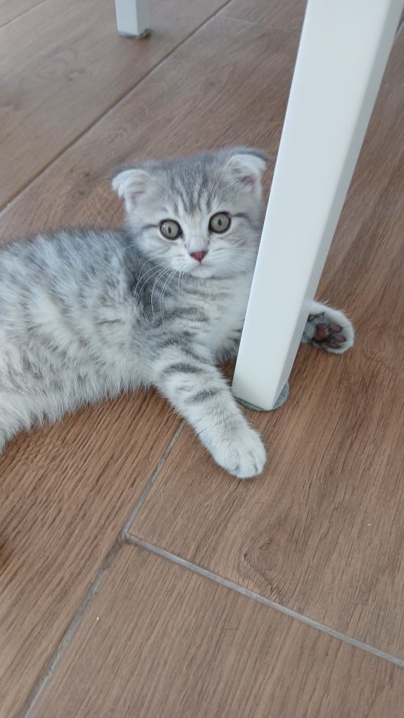 Fêmea scottish fold