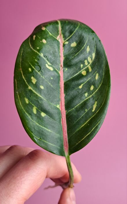 Aglaonema Pink Moon