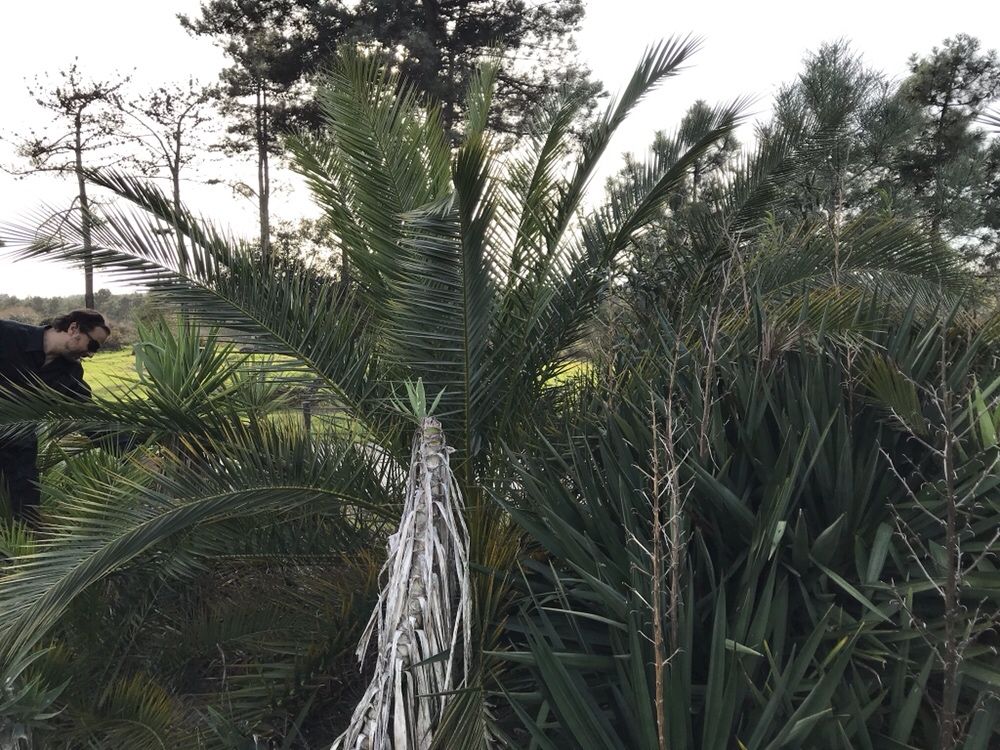 Yuccas plantas,àrvores e palmeiras de leque e outras de todos tamanhos