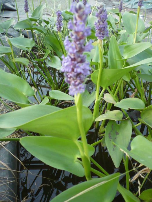 Rośliny wodne, rośliny przybrzeżne , Kamieńsk lesiakowski.pl