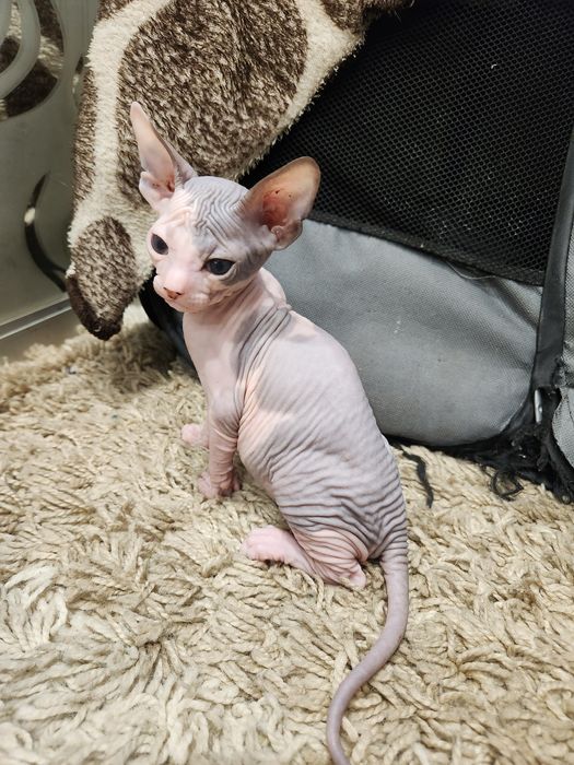 Котята Донский сфинкс