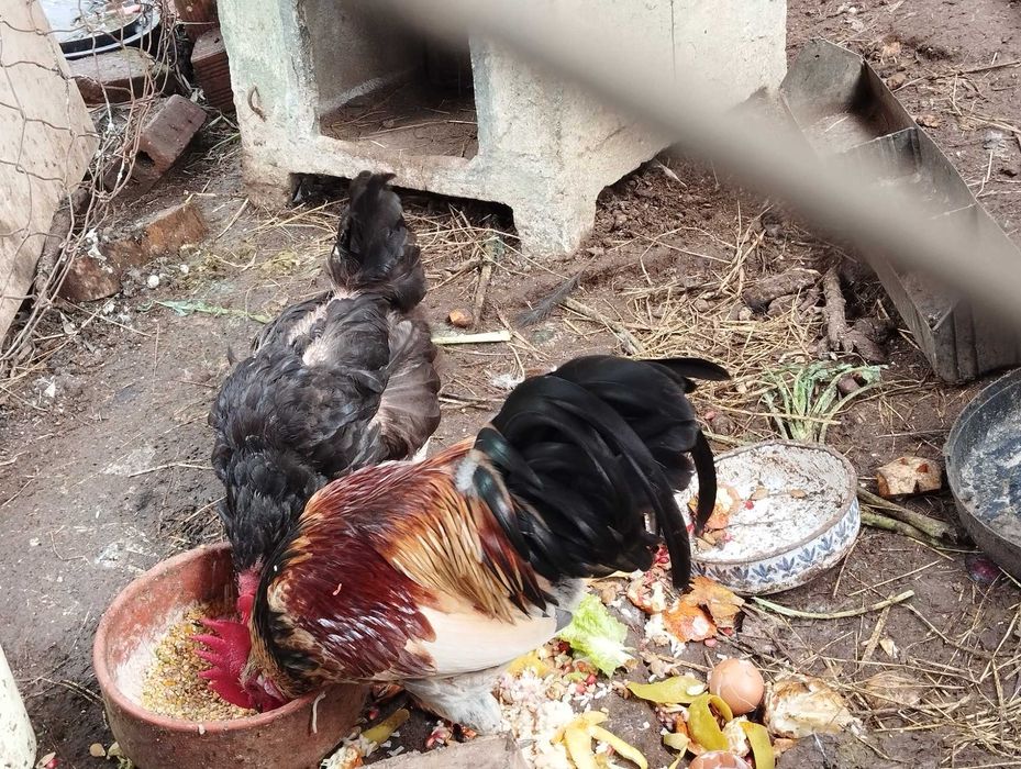 Casal de galináceos