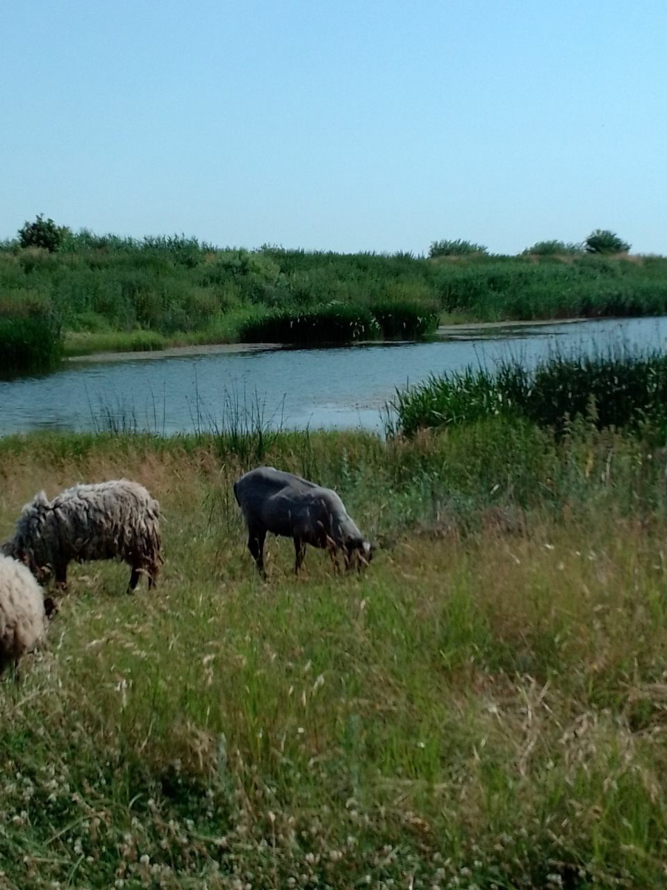 Романовские бараны.