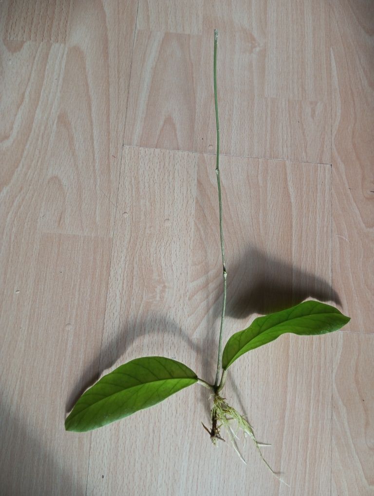 Hoya Meredithii ukorzeniona sadzonka