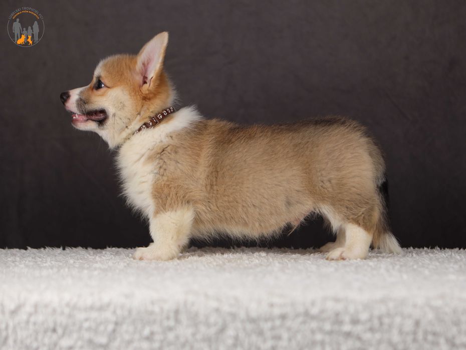 Welsh Corgi Pembroke ZKwP FCI po pięknych  rodzicach rezerwacja