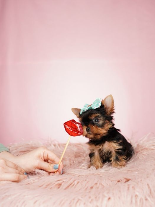 Компаньйон для душі – міні йорк з великим серцем