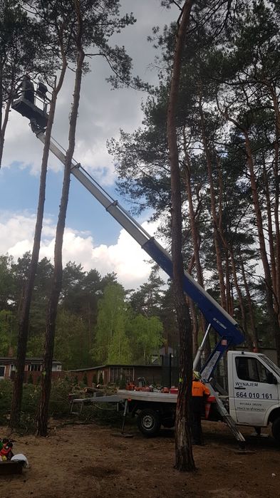 Wycinka drzew, wycinka drzewa, frezowanie pni, Rębak do gałęzi,