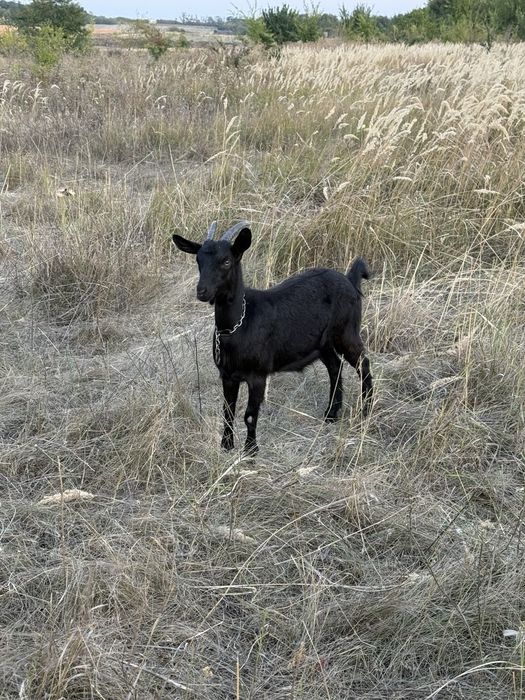 Чорна красуня-козочка 9 місяців – від породистого орловського козлика!