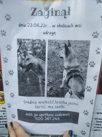 Szukany zaginionego psa
