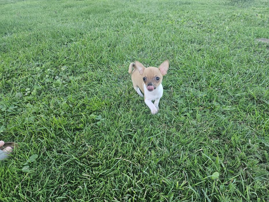 Chihuahua krótkowłosy Piesek