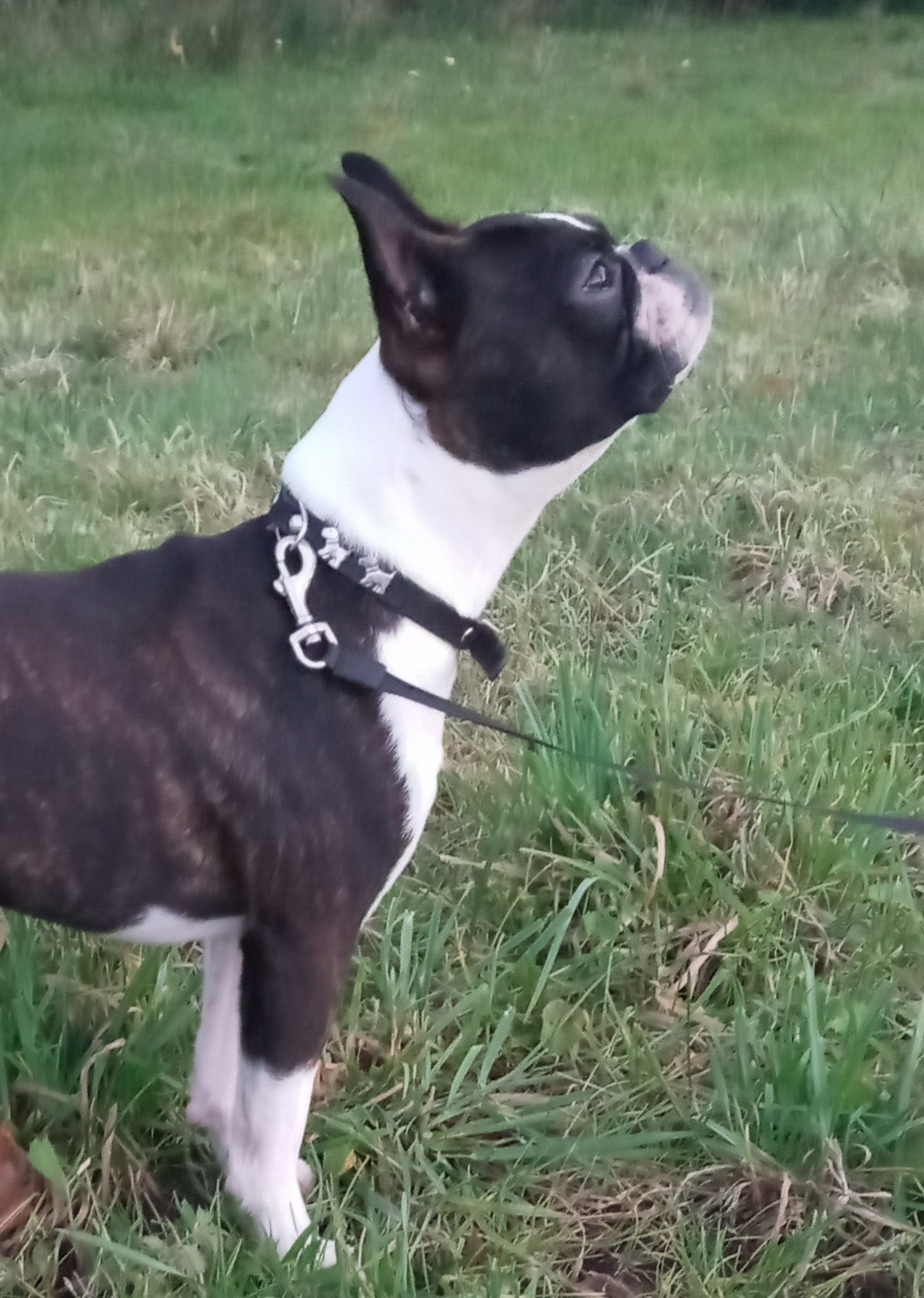 Boston terrier reproduktor